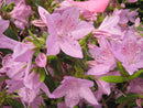 Improved Poukhatanense Azalea (Azalea x 'Poukhanense Improved') - 3 gallon 15"