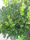 Green Velvet Boxwood (Buxus microphylla 'Green Velvet') - 3 gallon 12"