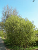 Pussy Willow (Salix caprea) - 3 gallon 24"