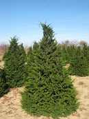 Fernspray False Cypress (Chamaecyparis obtusa 'Filicoides') - 3 gallon 30"