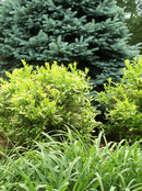 Henry's Garnet Virginia Sweetspire (Itea virginica 'Henry's Garnet') - 3 gallon 15"