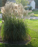 Gracillimus Maiden Grass (Miscanthus sinensis 'Gracillimus') - 3 gallon