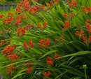 Lucifer Montbretia (Crocosmia x crocosmiiflora 'Lucifer') - 1 gallon