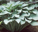 Krossa Regal Plantain Lily (Hosta krossa 'Krossa Regal') - 1 gallon