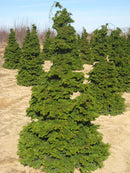 Semi-dwarf Hinoki False Cypress (Chamaecyparis obtusa 'Compacta') - 3 gallon 18"