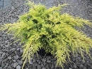 Gold Lace™ Juniper (Juniperus chinensis 'Gold Lace') - 3 gallon 12 to 15"