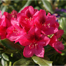 Nova Zembla Rhododendron (Rhododendron nova 'Nova Zembla') - 3 gallon 15"