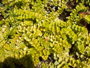 Golden Creeping Jenny (Lysimachia nummularia 'Aurea') - 1 gallon