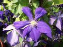 Jackmanii Clematis (Clematis jackmanii 'Jackmanii') - 1 gallon
