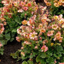 Geum Pretticoats™ Peach  (Geum pretticoats 'Peach') - 1 gallon