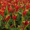 Little Redhead Indian Pink (Spigelia M 'Little Redhead') - 1 gallon