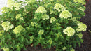 Little Lime® Panicle Hydrangea (Hydrangea paniculata 'Jane') - 3 gallon 12" HEAD