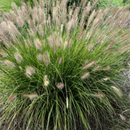 Praline™ Fountain Grass (Pennisetum 'Pe. Al. Praline') - 2 gallon