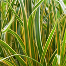 Grass Carex EverColor® Everglow (Carex 'Carex Everglow') - 1 gallon