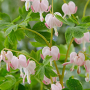 Pale Pink Bleeding Heart (Dicentra spectabilis 'Cupid') - 1 gallon
