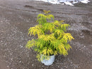 Lemony Lace® Elderberry (Sambucus lemony 'Lace') - 1 gallon