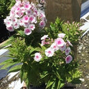 Flame® Pro Baby Doll Garden Phlox (Phlox paniculata 'Flame Pro Babydoll') - 1 gallon