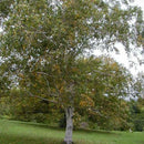 Paper Birch (Betula papyrifera) - 3 gallon