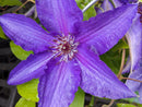 Lindsay™ Clematis (Clematis lindsay) - 1 gallon