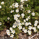 Happy Face® White Cinquefoil (Potentilla 'Happy Face White') - 2 gallon 12"