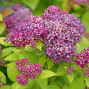 Double Play Dolly® Spirea (Spiraea JAP 'Dbl Play Dolly') - 2 gallon 10"