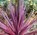 Paso Doble Cordyline (Cordyline paso 'Doble') - 1 gallon
