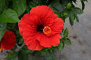 Hollywood Hibiscus™ Hot Shot™ (Hibiscus rosa-sinensis Hot Shot™) - 2 gallon