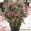 Pieris jap. Passion Party™ 'Passion' (Passion Party Passion Andromeda) - 3 gallon 12"