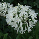 Getty White Lily of the Nile (Agapanthus africanus 'Getty White') - QT