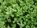 Green Gem Boxwood (Buxus microphylla 'Green Gem') - QT