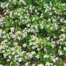 Ground Hug® Aronia melanocarpa (Aronia melanocarpa 'Groundhug') - QT