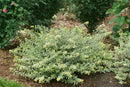 Mucho Gusto® Abelia (Abelia x grandiflora ‘Mucho Gusto’) - QT