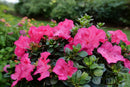 Perfecto Mundo Epic Pink® Azalea (AZALEA PERFECTO MUNDO EPIC PINK) - QT