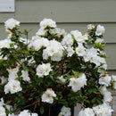 Perfecto Mundo® Double White Reblooming Azalea (Azalea 'Perfecto Mundo Dbl White') - QT