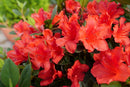 Perfecto Mundo® Orange Azalea (Rhododendron x ‘Orange’ (NCRX6)) - QT