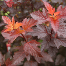 Ginger Wine® Ninebark (Physocarpus O 'Ginger Wine') - QT