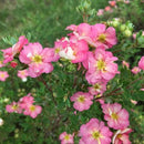 Happy Face Hearts® Potentilla (Potentilla 'Happy Face Hearts') - QT