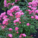 Oso Easy® Double Pink Rose (Rosa 'Oso Easy Double Pink') - QT