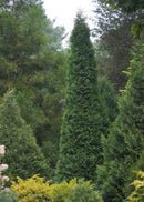 North Pole® Arborvitae (Thuja occidentalis 'Art Boe') - QT