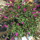 Lo & Behold Ruby Chip® Butterfly Bush (Buddleia 'Lo-Behold Ruby Chip') - QT