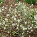 Legend of the Small® Bottlebrush (Fothergilla x intermedia 'Legend Of The Small') - QT