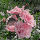 Paraplu® Pure White Rose of Sharon (Hibiscus syriacus ‘Paraplu Pure White’) - QT