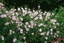 Pink Chiffon® Rose of Sharon (Hibiscus syriacus Pink Chiffon®) - QT