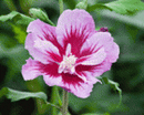 Purple Pillar® Rose of Sharon (Hibiscus syriacus 'Purple Pillar') - QT