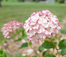 Incrediball® Blush Hydrangea (Hydrangea arborescens 'Incrediball Blush') - QT