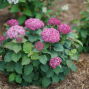 Invincibelle Mini Mauvette® Smooth hydrangea (Hydrangea arborescens 'Invincble Mini Mauvette') - QT