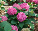 Let's Dance ¡Arriba!® Reblooming Hydrangea (Hydrangea macrophylla 'Lets Dance Arriba') - QT