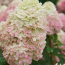 Limelight Prime® Panicle Hydrangea (Hydrangea 'P Limelight Prime') - QT