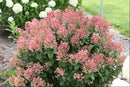 Little Quick Fire® Panicle Hydrangea (Hydrangea pan ‘Little Quick Fire') - QT