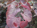 Forest Pansy Redbud (Cercis canadensis 'Forest Pansy') - 3 gallon 36"